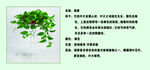 绿萝植物介绍