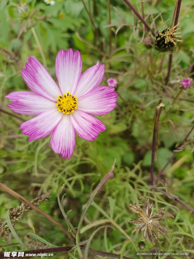 格桑花