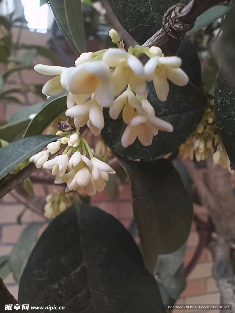 桂花