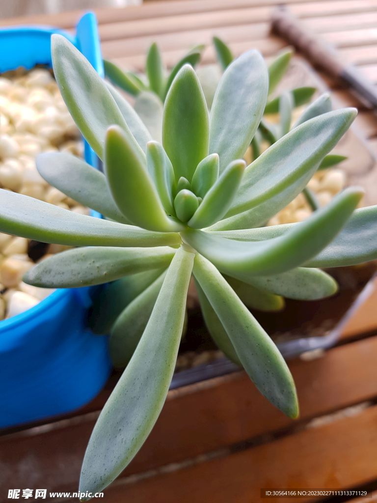 多肉植物