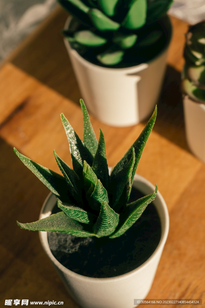 芦荟植物