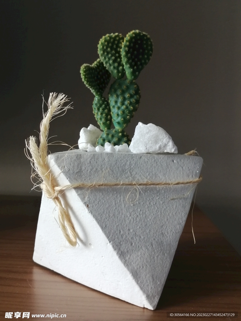 仙人掌