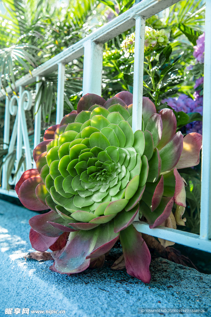 多肉植物
