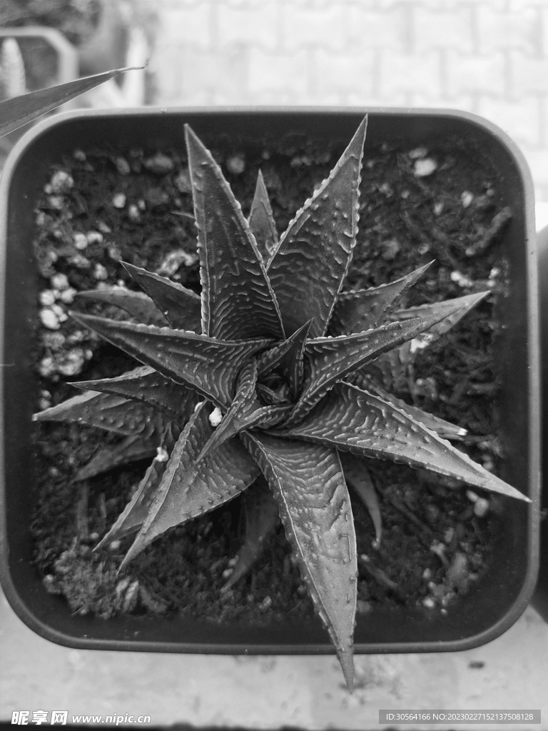 芦荟植物