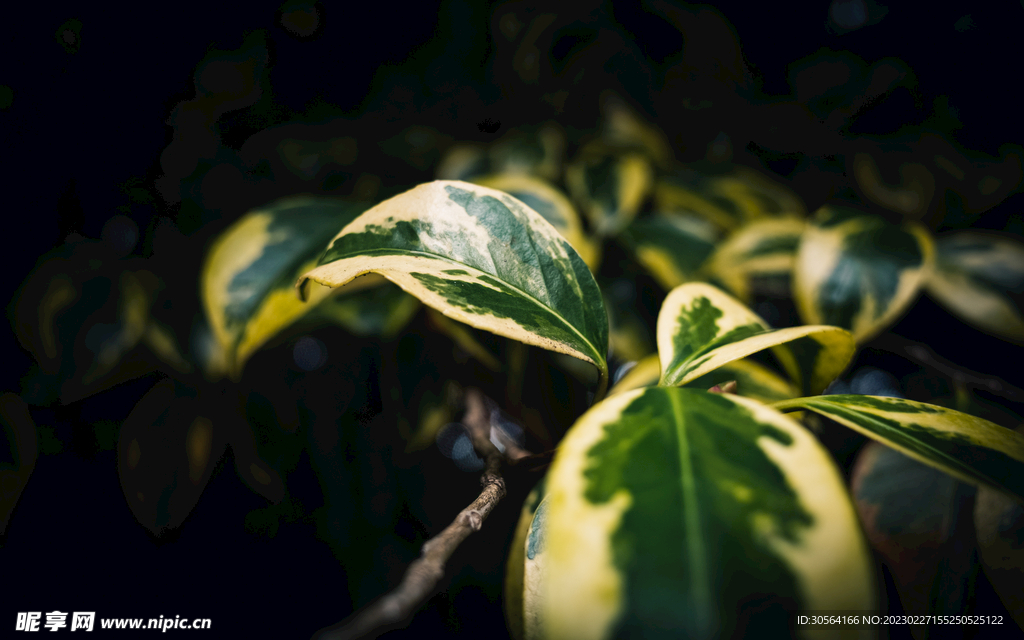 绿植树叶