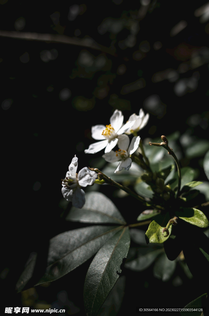 白色小花