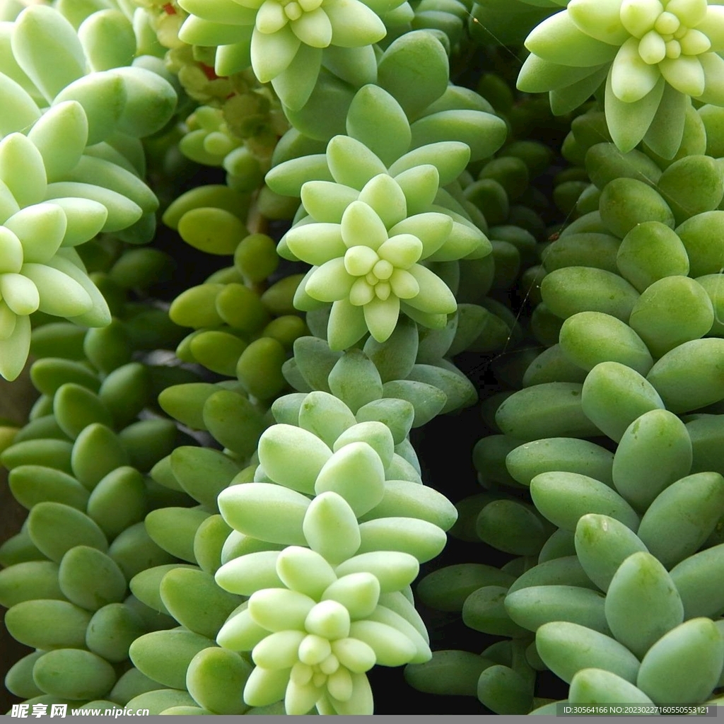 多肉植物