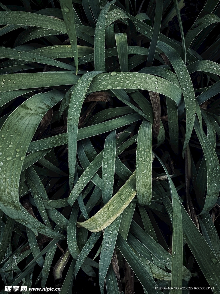 绿植绿叶
