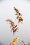 荻花迎风