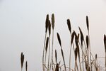 水边荻花