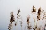 风中荻花