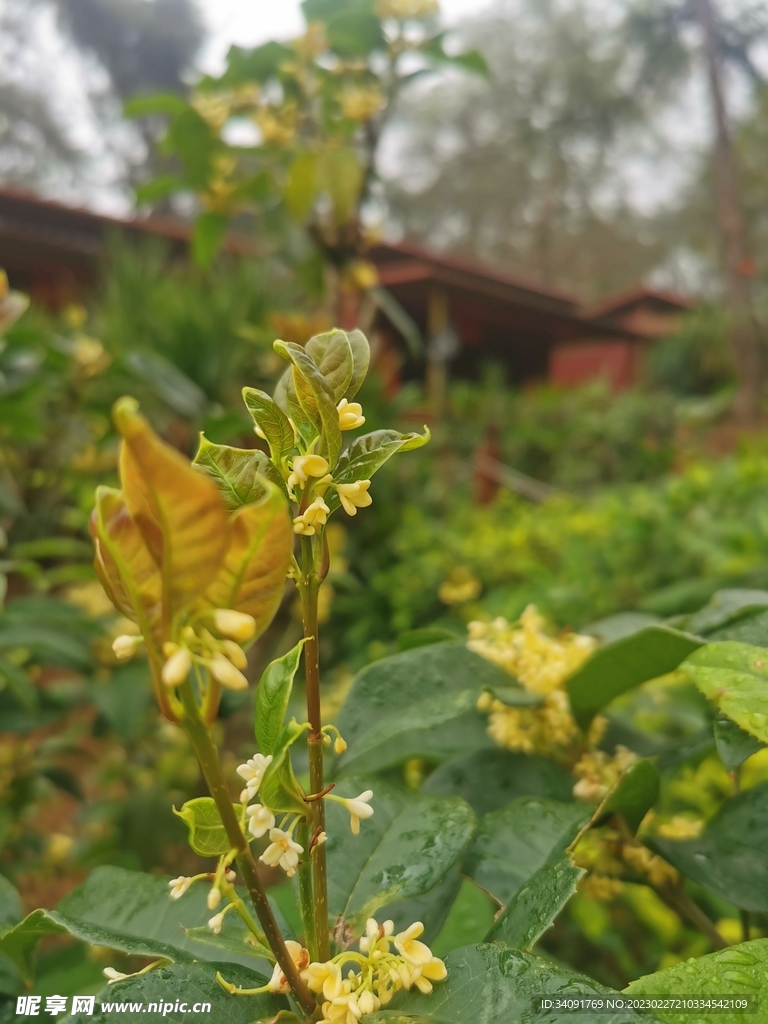 桂花
