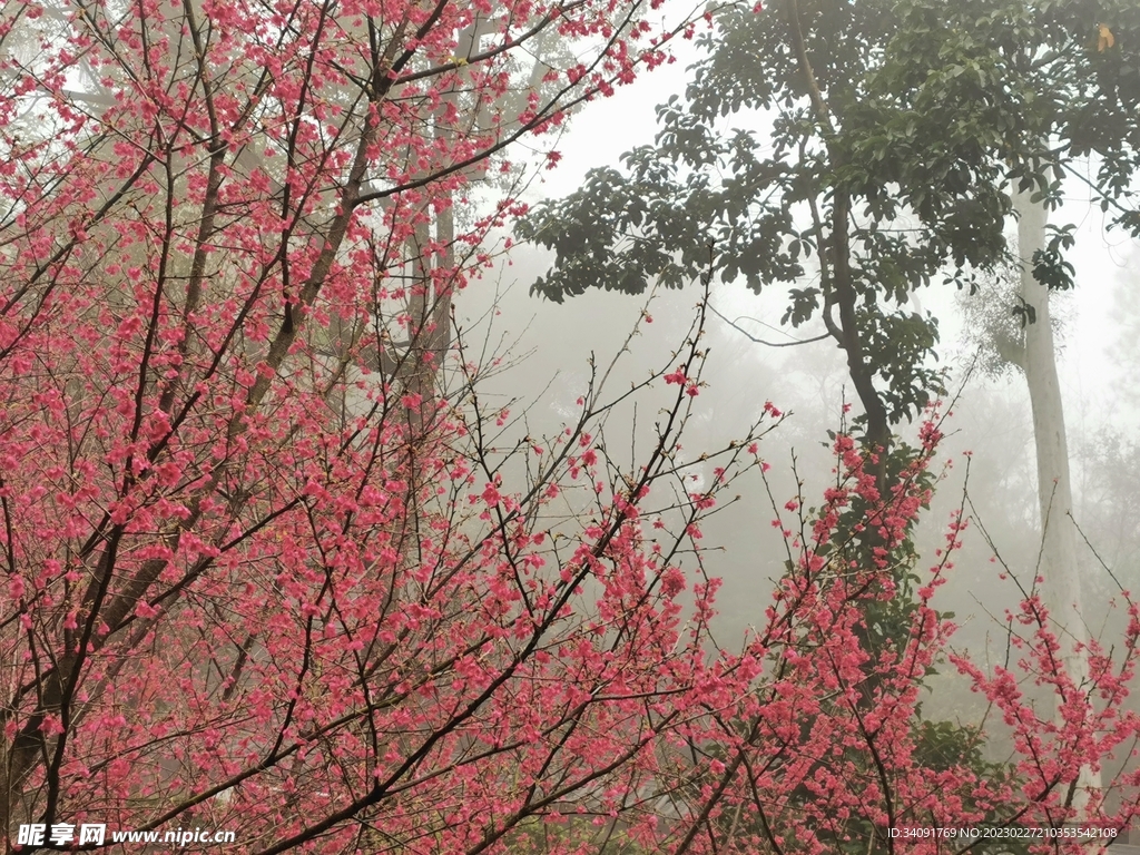 桃花朦胧