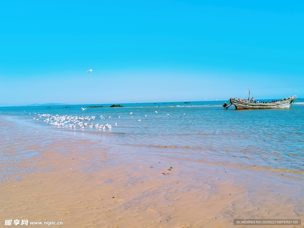 海鸥与船