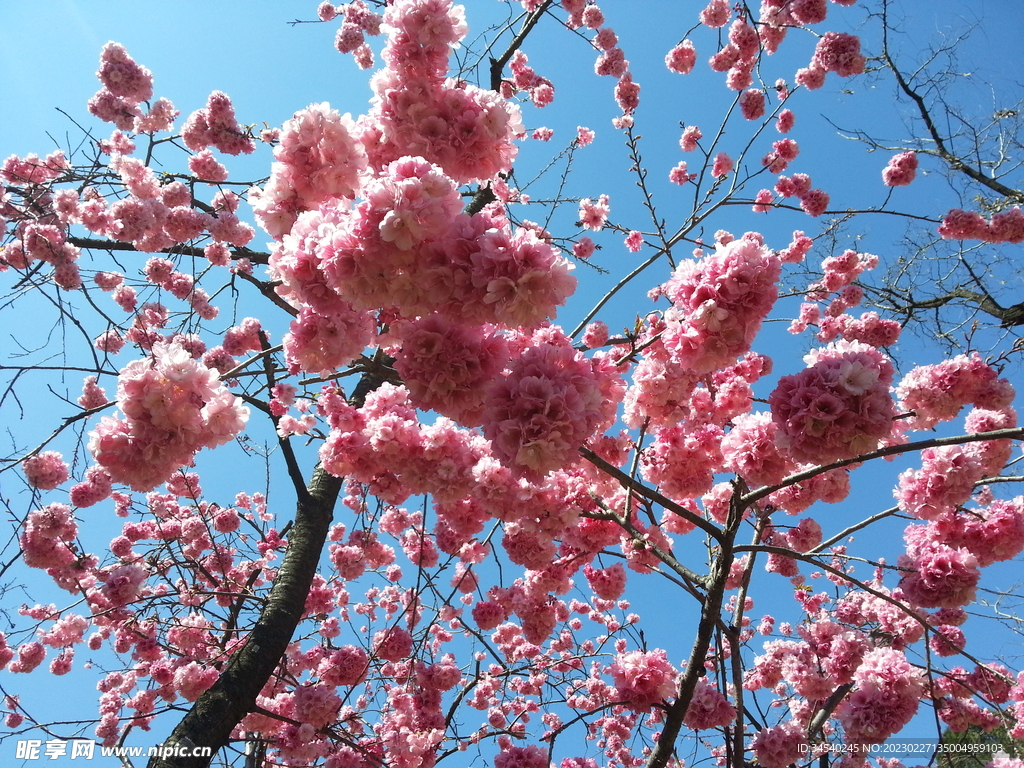 樱花