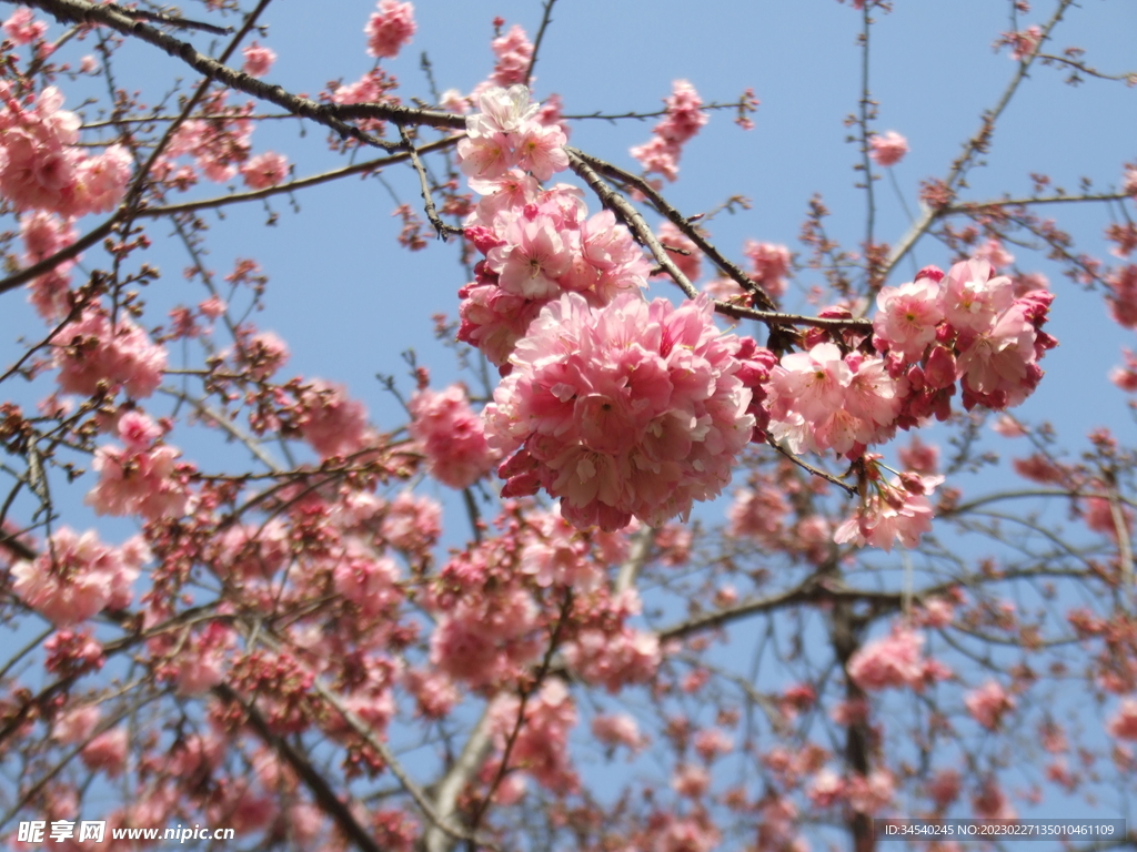 樱花