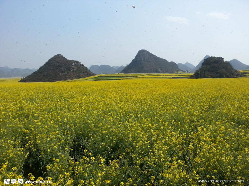 罗平油菜花