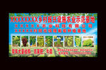 阳光玫瑰