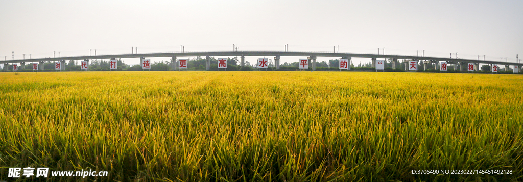 风吹麦浪