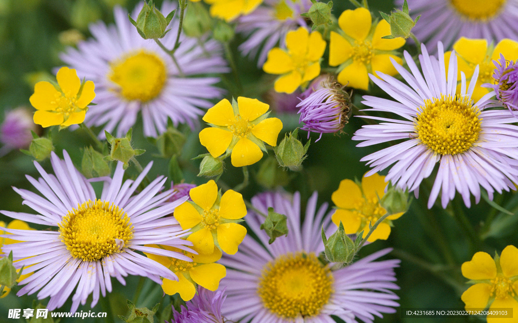 小菊