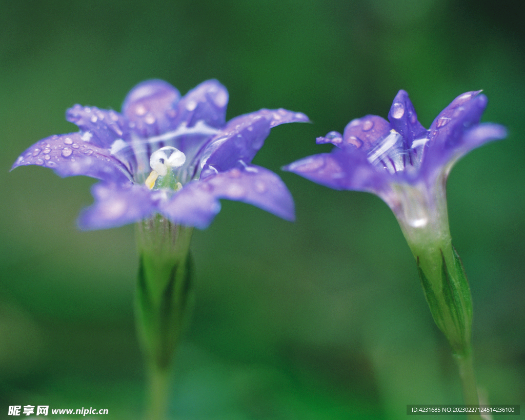 花草