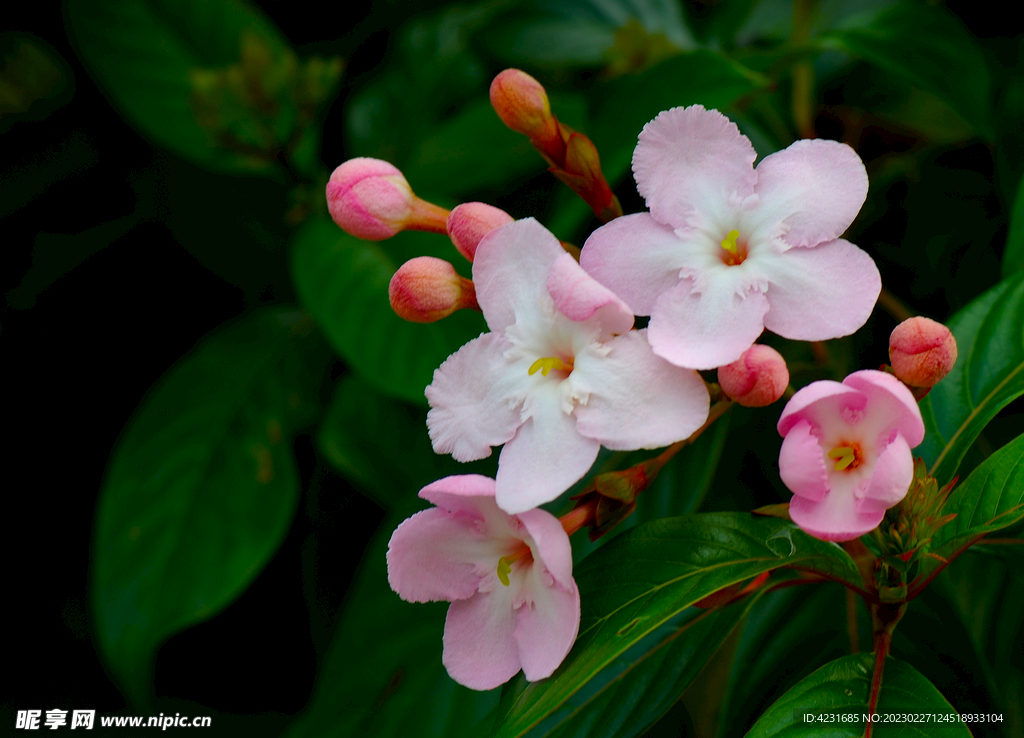 滇丁香