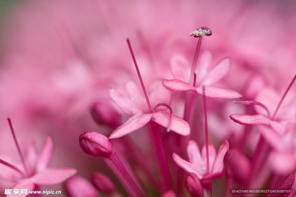 花卉