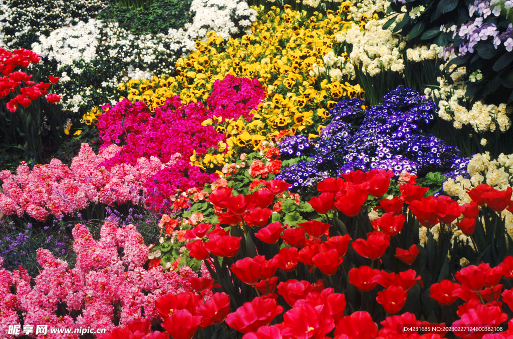 花海