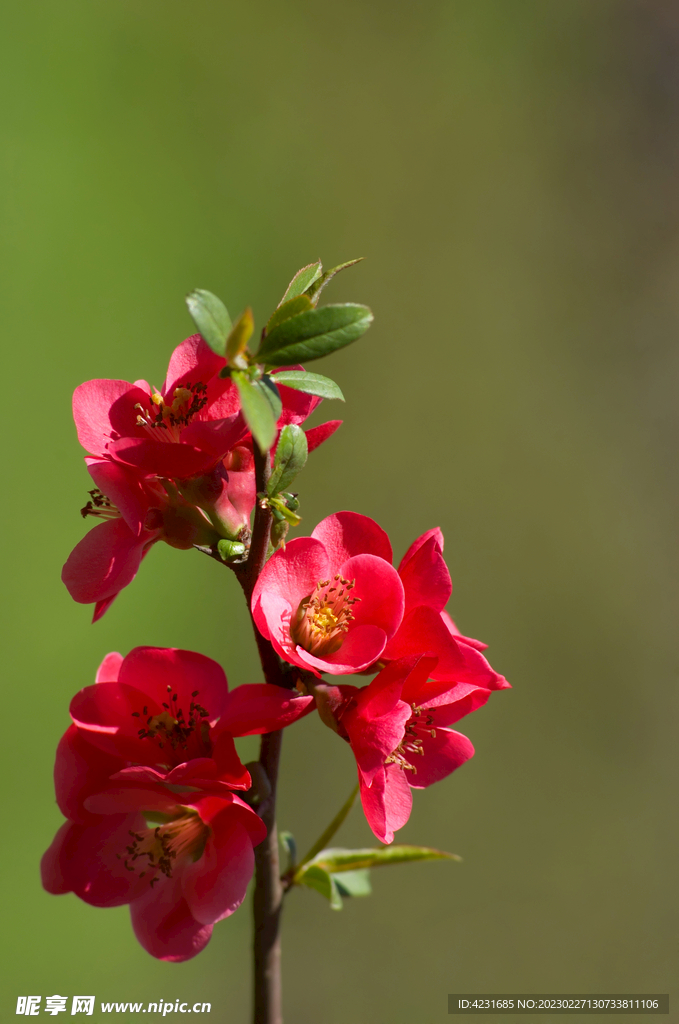 花草