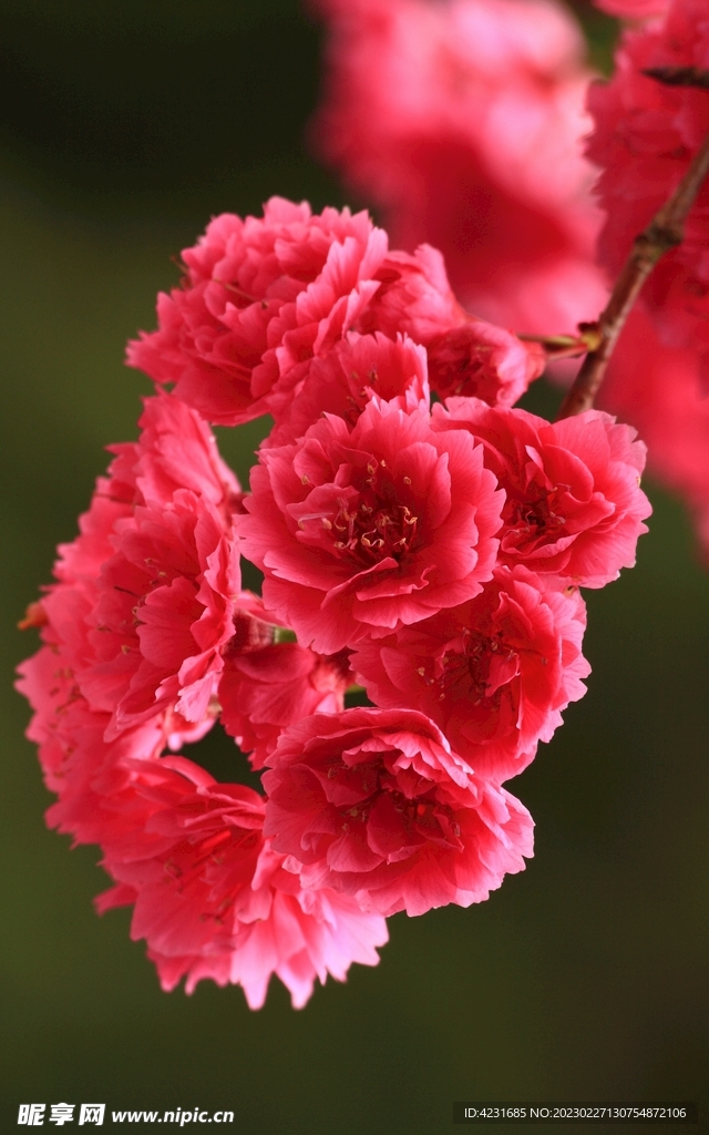 红花碧桃
