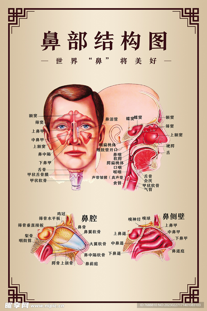 鼻部结构图