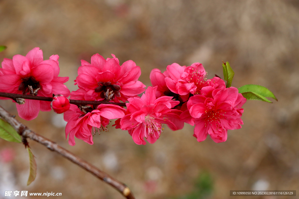 桃花