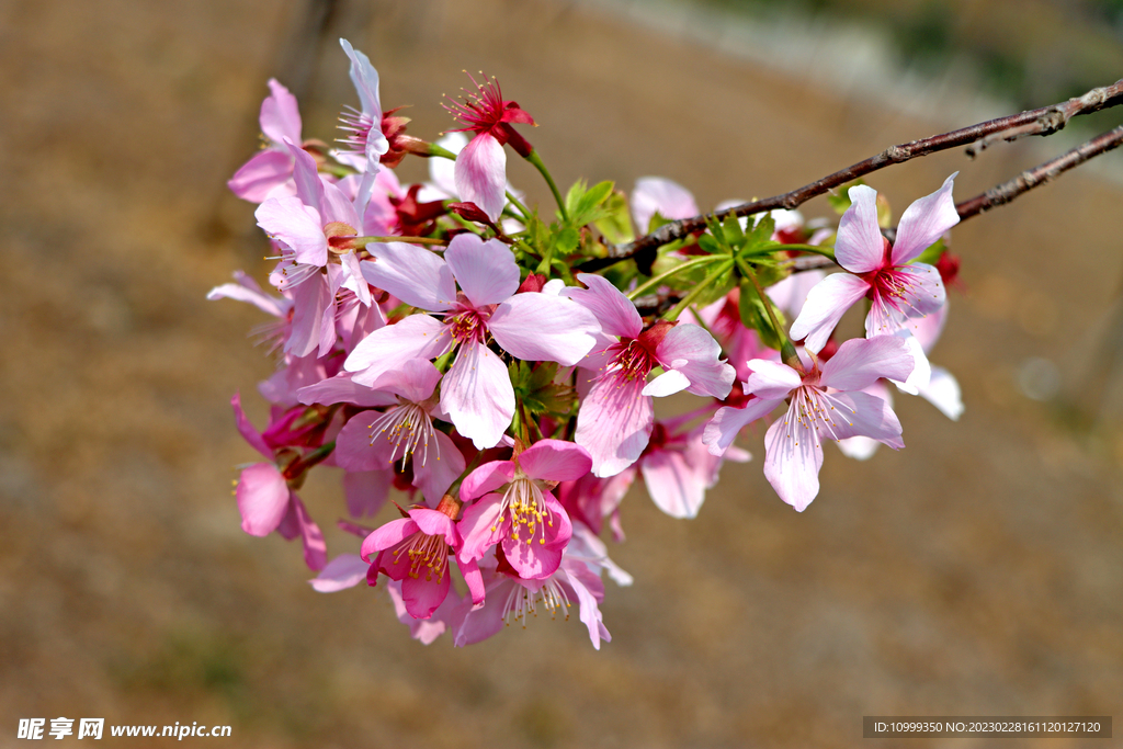 樱花