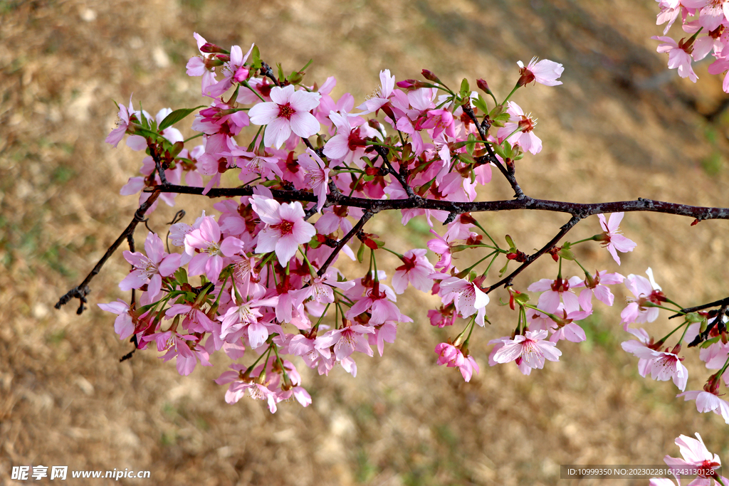 樱花