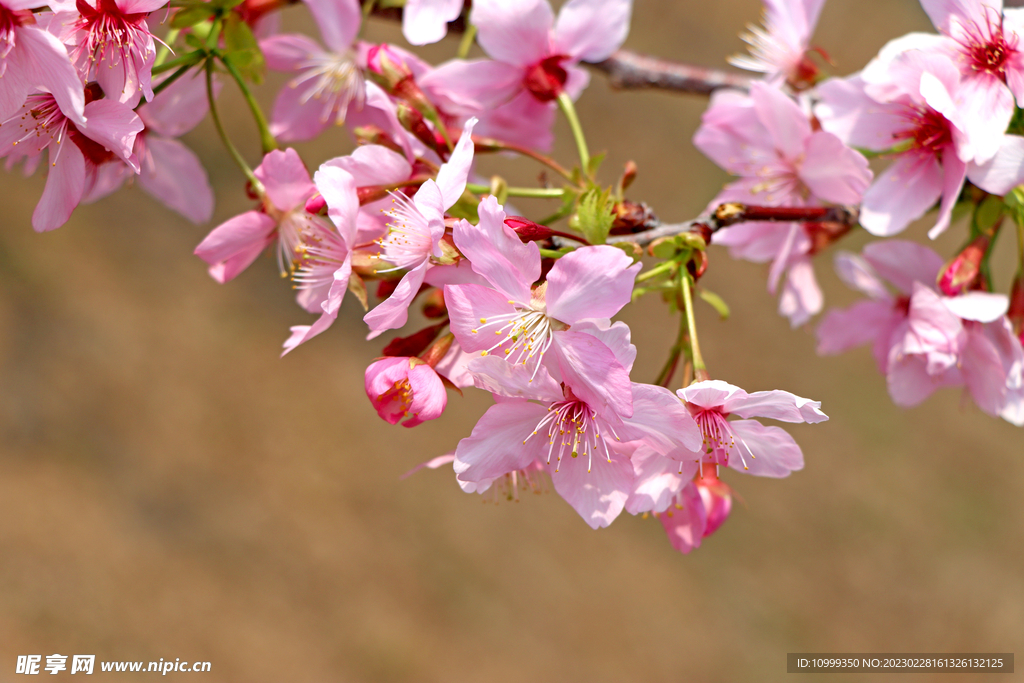 樱花