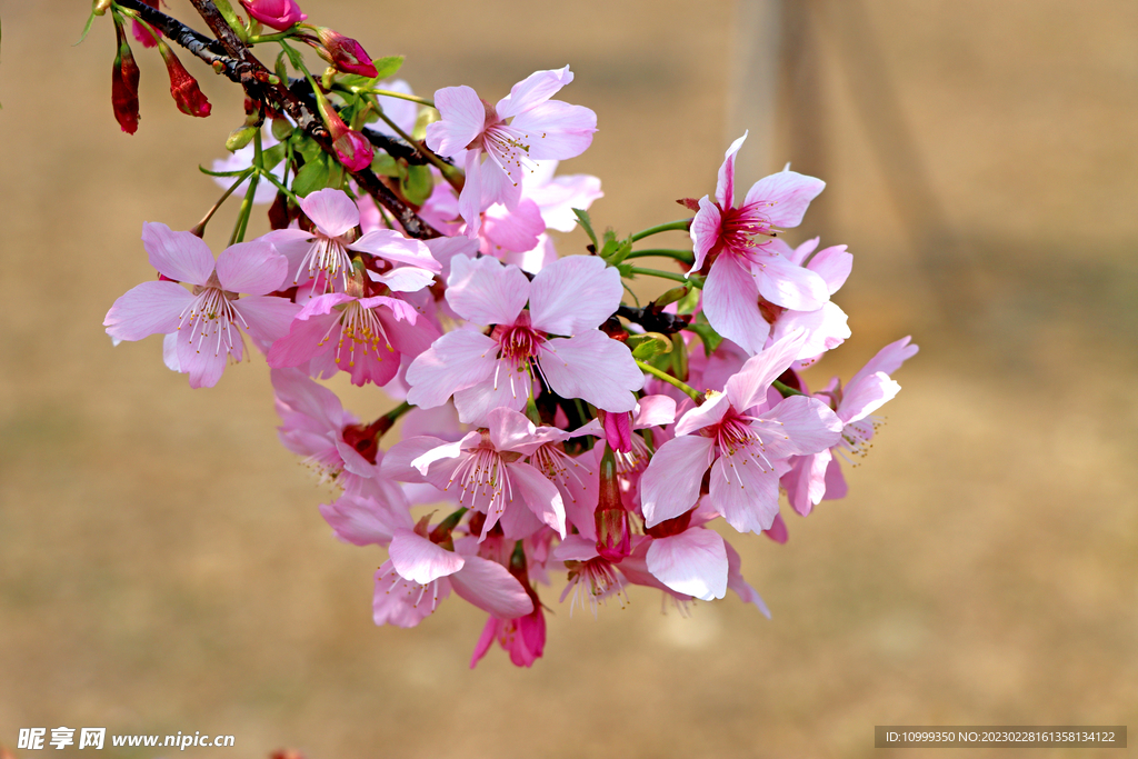 樱花