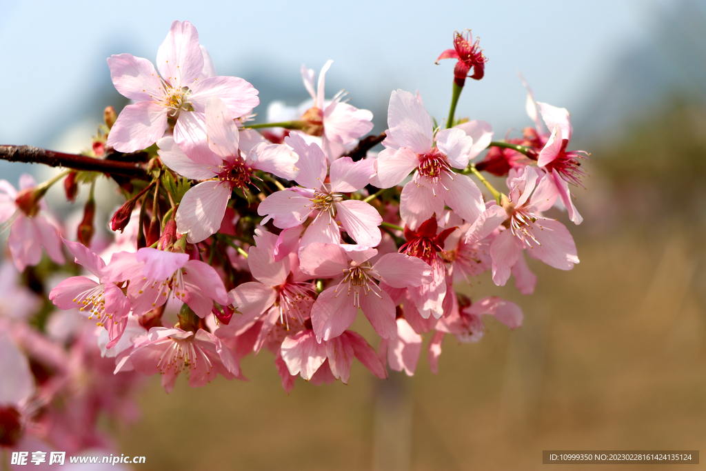 樱花