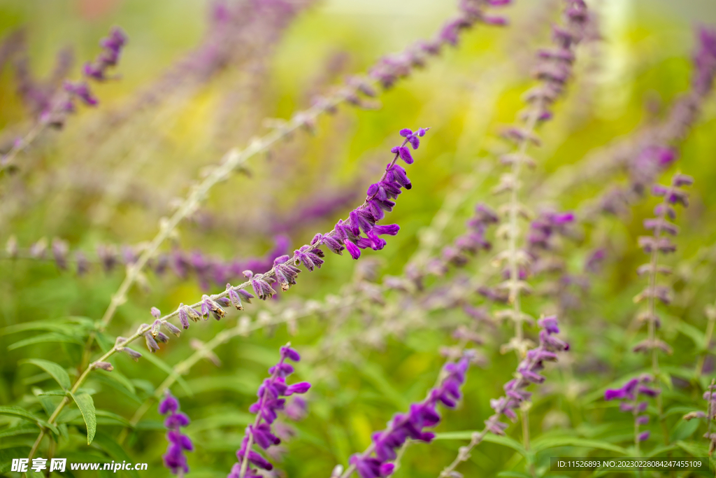 紫色马尾草