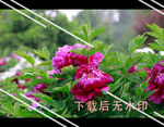 牡丹