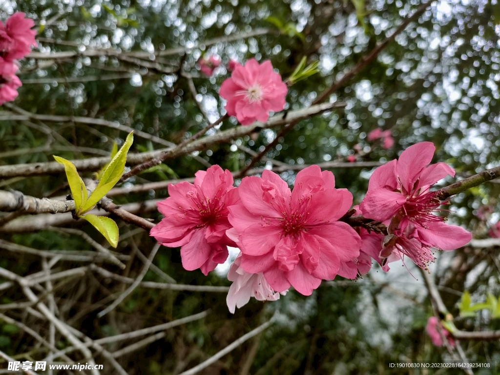 桃花