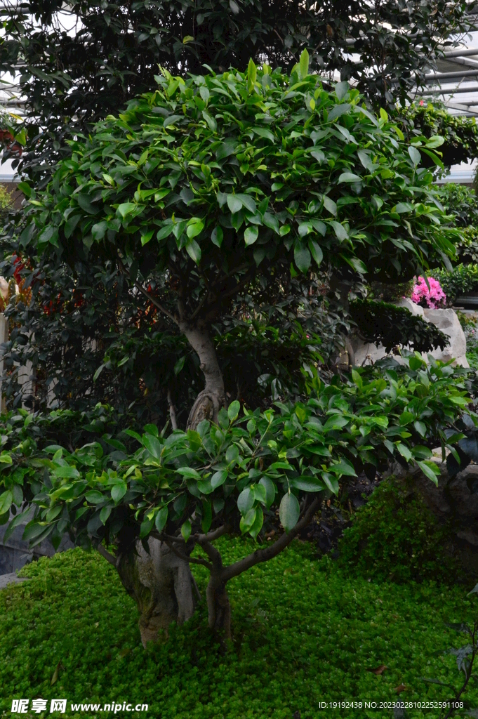 温室花草风景  