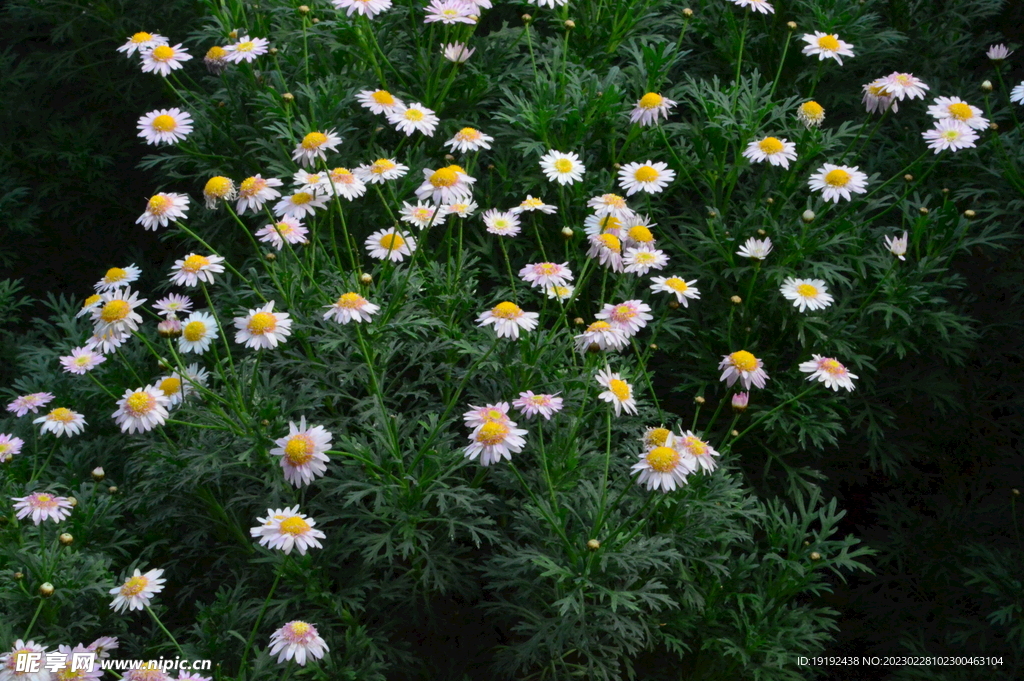 温室花草风景 