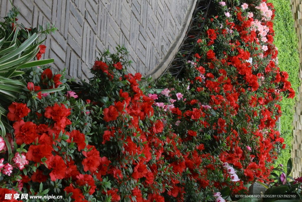 杜鹃花 