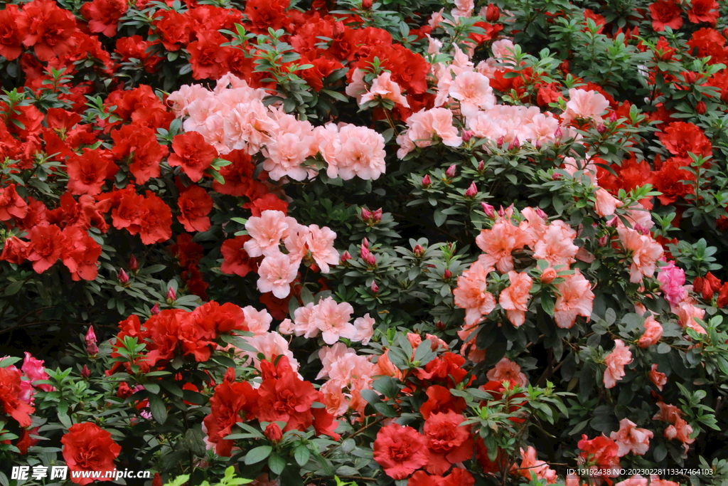 杜鹃花  