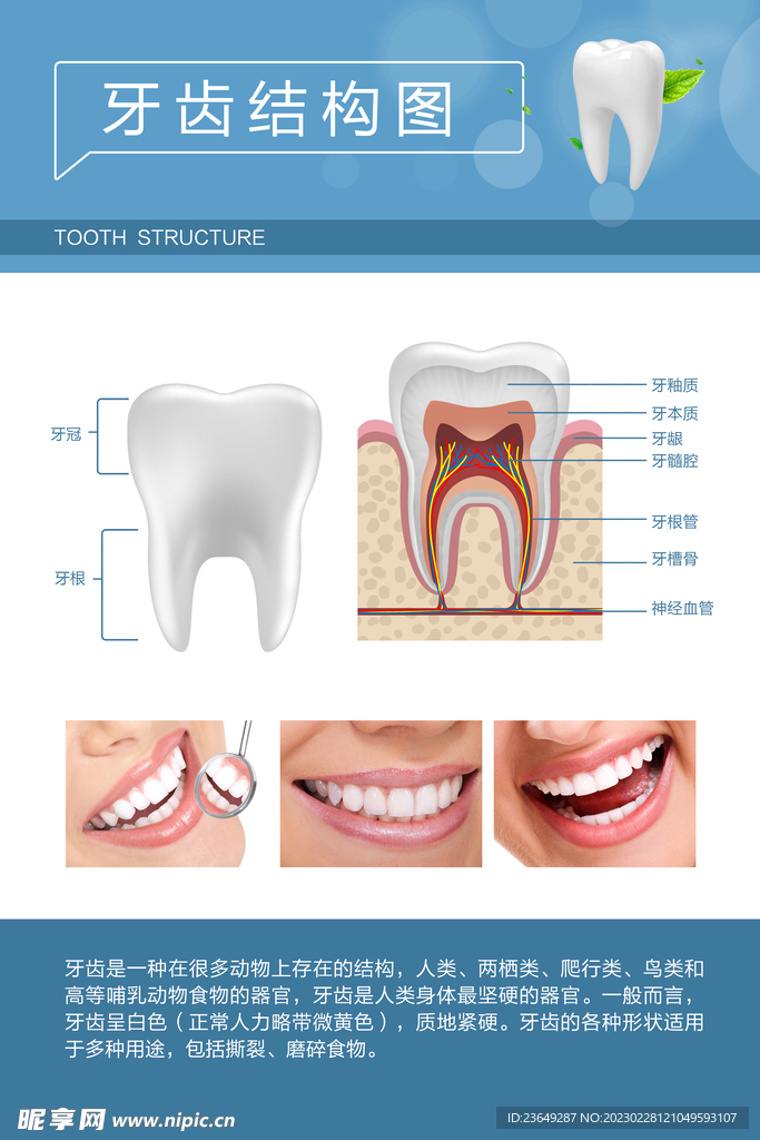 牙齿结构图