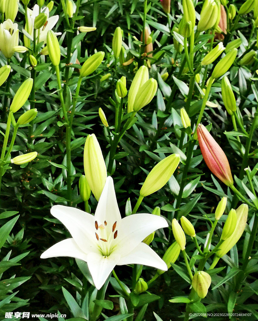 芳芬百合香