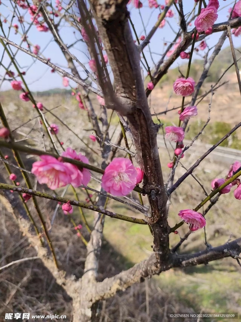 梅花