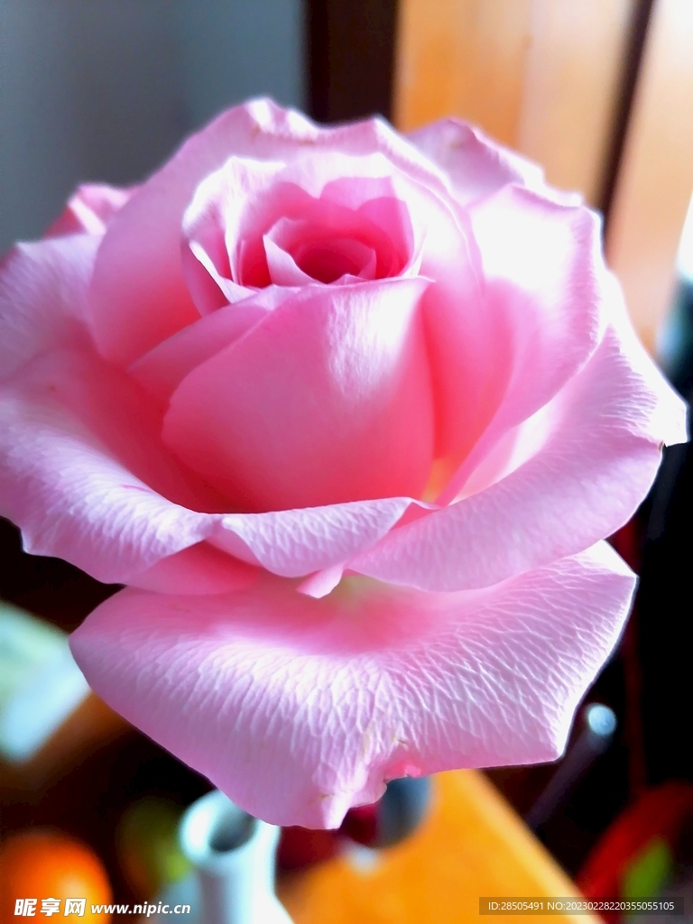 玫瑰花