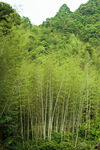 竹林