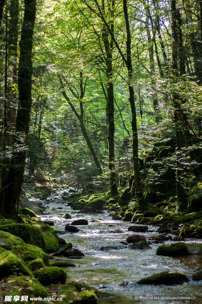 森林河流
